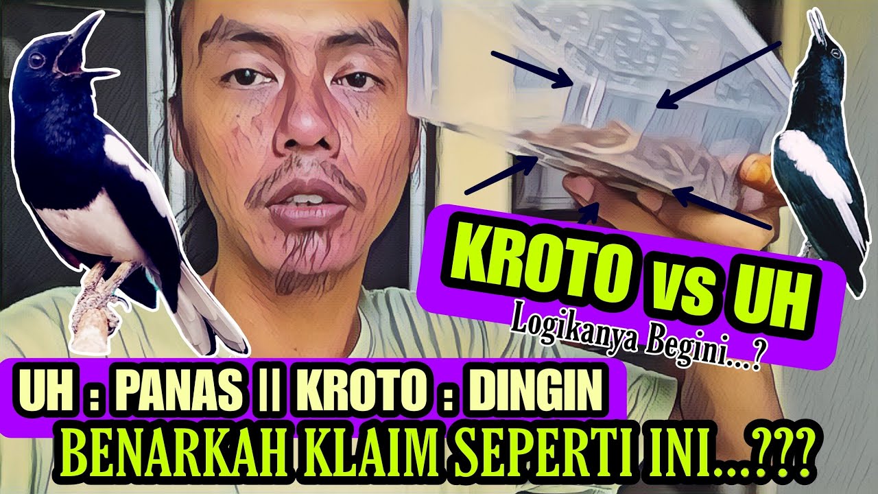 INI DIA EFEKNYA ⁉️ ULAT HONGKONG BEREFEK PANAS SEDANGKAN KROTO EFEKNYA DINGIN, BENARKAH..??