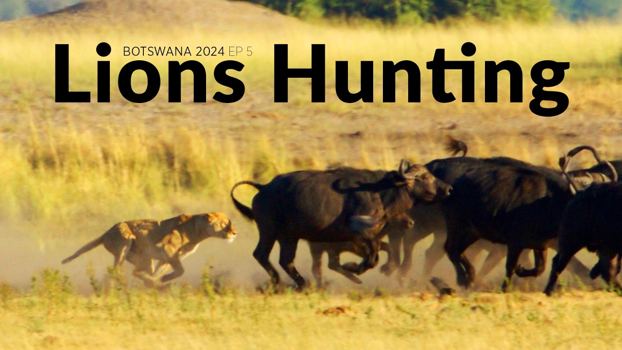 Lions hunting Buffalo and Outin Nano Coffee Review - Botswana 2024 Wildlife Filmmaking BTS Ep5