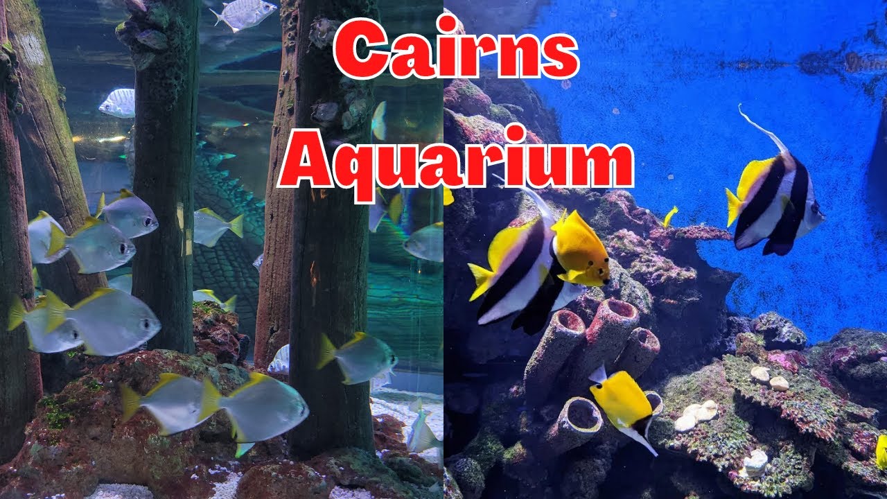 Tour Around In Amazing  Cairns Aquarium, Queensland Australia  2023 | Cairns Aquarium