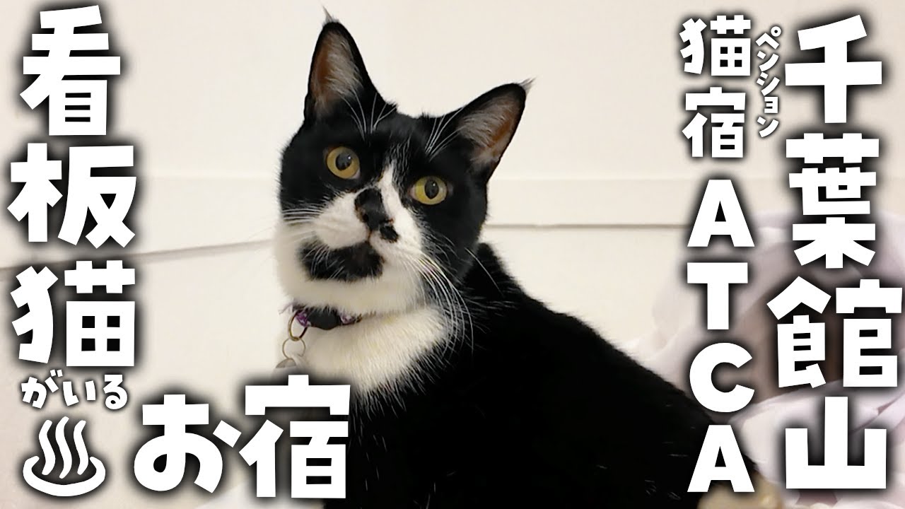 【猫宿】猫と遊べるペンションでのんびり気ままに過ごす時間／個性豊かな6匹の猫に癒される1泊2日旅【猫宿ペンションATCA｜千葉・館山】