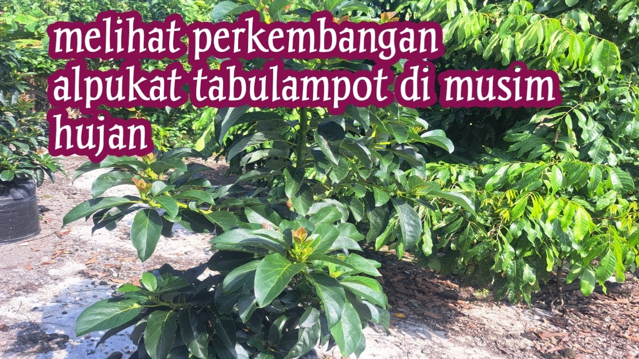 Perkembangan alpukat tabulampot di musim hujan
