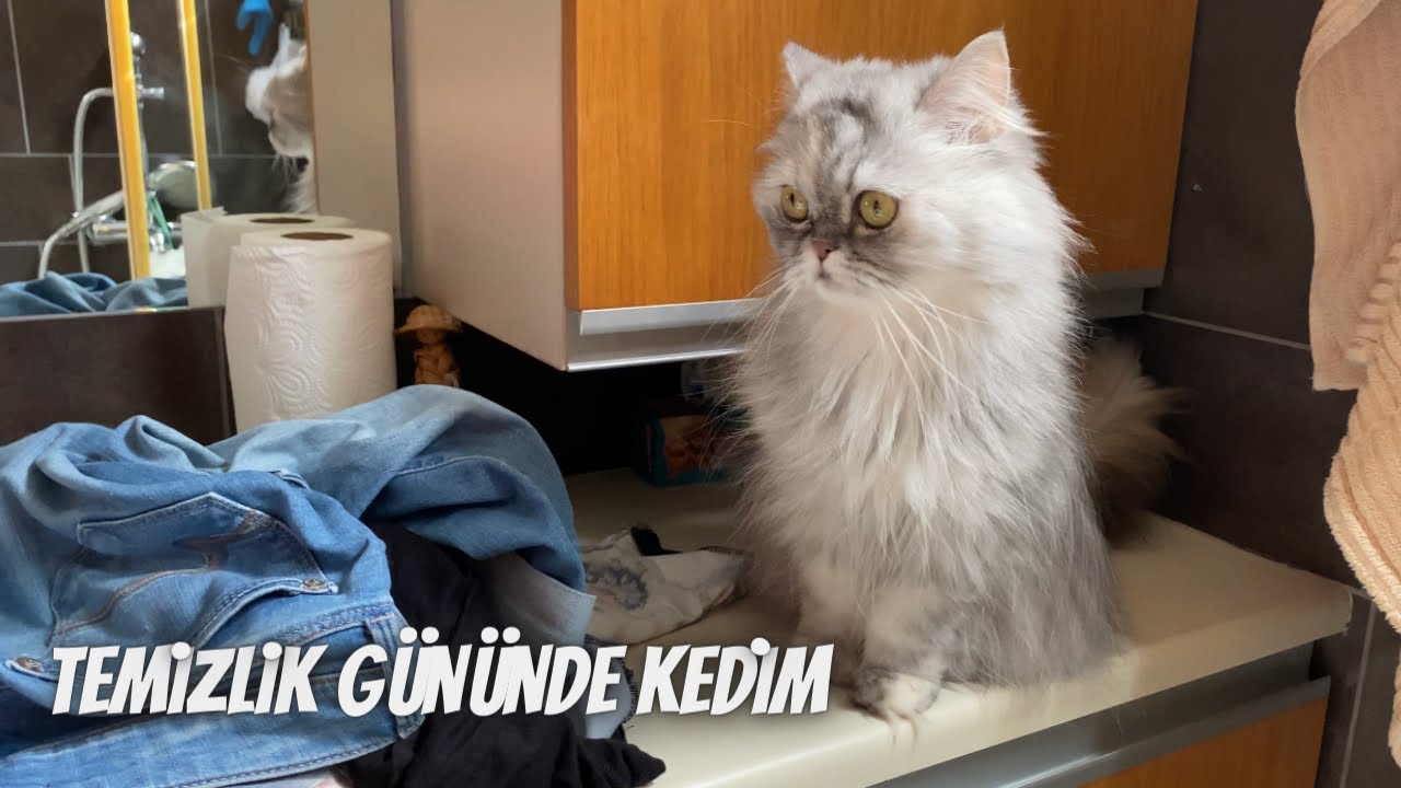 Temizlik gününde kedim Lola neler yaptı⁉️ Vlog….