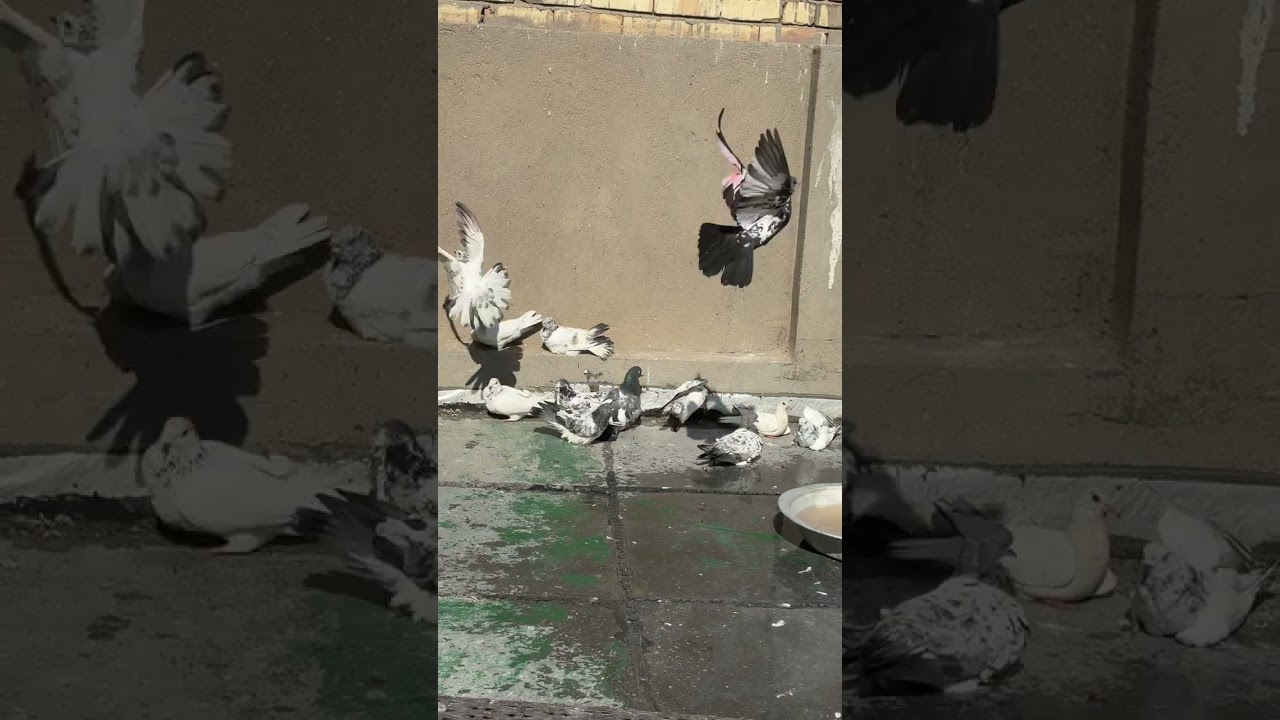 مطيار من وكت اليوم مع نزول طير غريب 