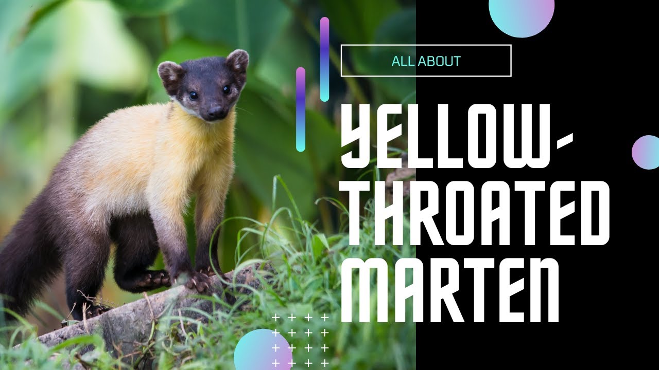 Yellow-throated Marten facts 🦫 kharza 🦫 chuthraul 🦫 largest marten in the Old World