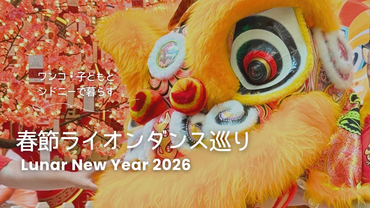 兄の大好きなライオンダンス🦁今年もシドニーの春節イベント回ってきました🧧