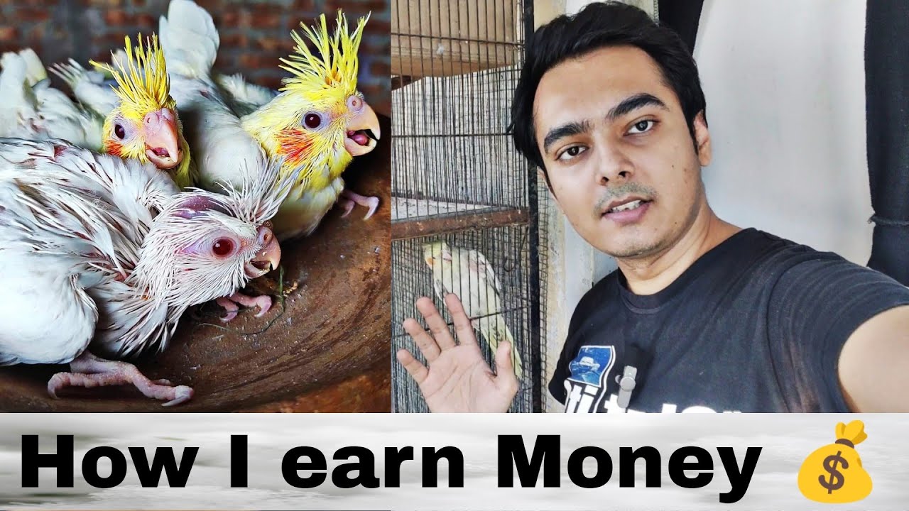 How I earn money | cockatiels | Part 460 | Urdu Hindi Punjabi | AHSAN PETs