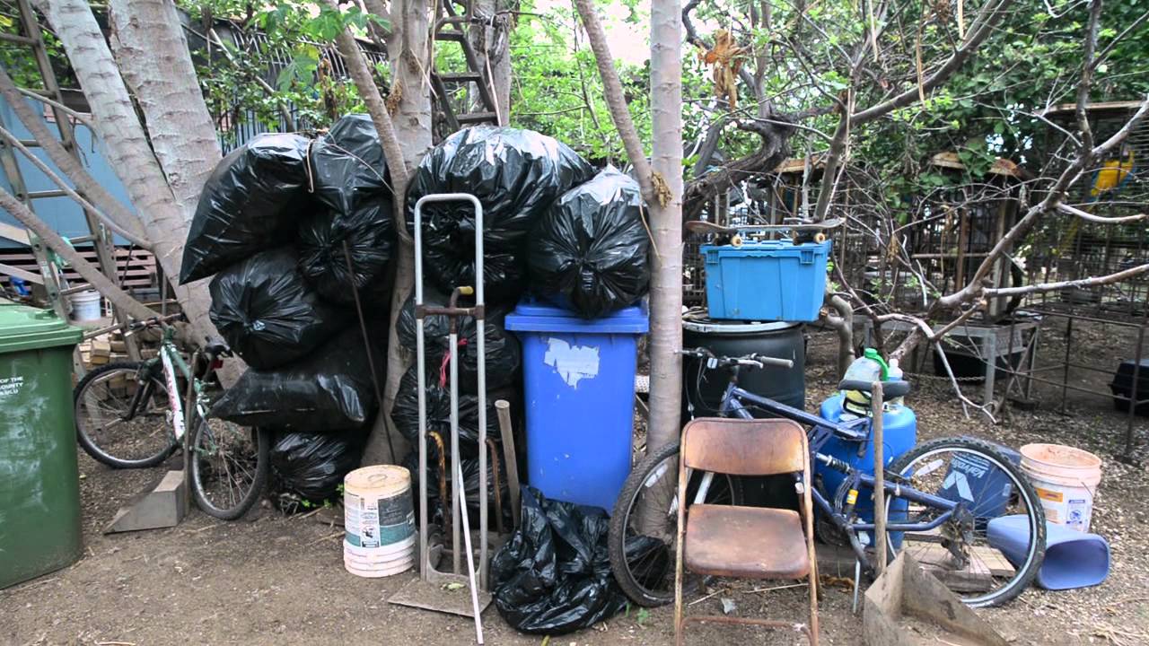 Amazing Parrot Rescue of 12 Blue and Gold Macaws in Hawaii