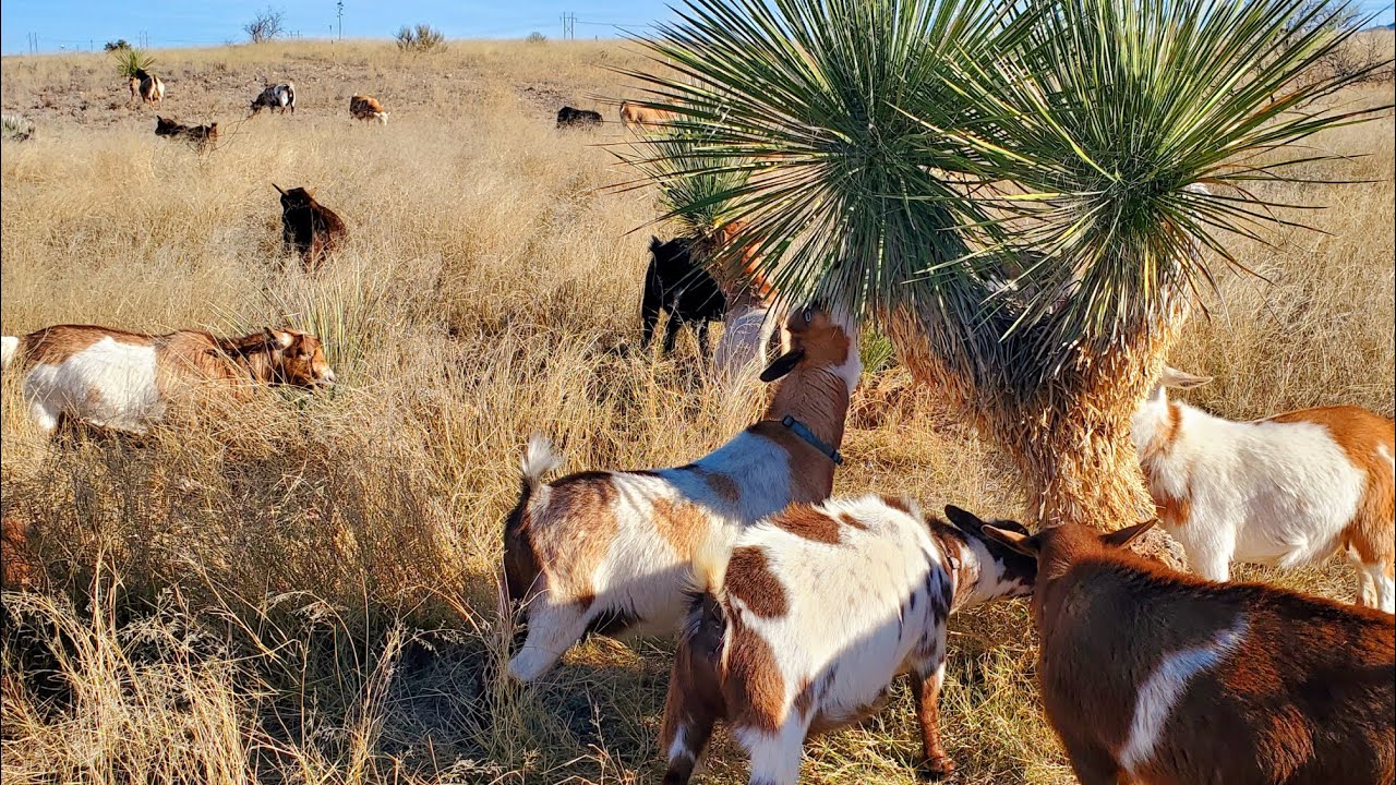 Pregnant Nigerian Dwarf Goats Browsing In Arizona