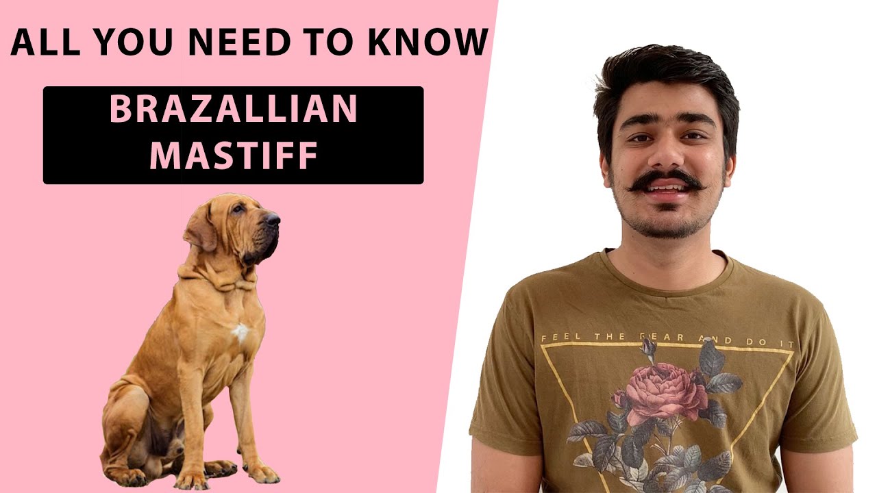 Fila Brasileiro in India | Brazilian mastiff dog in India | Brazilian mastiff puppies price in India