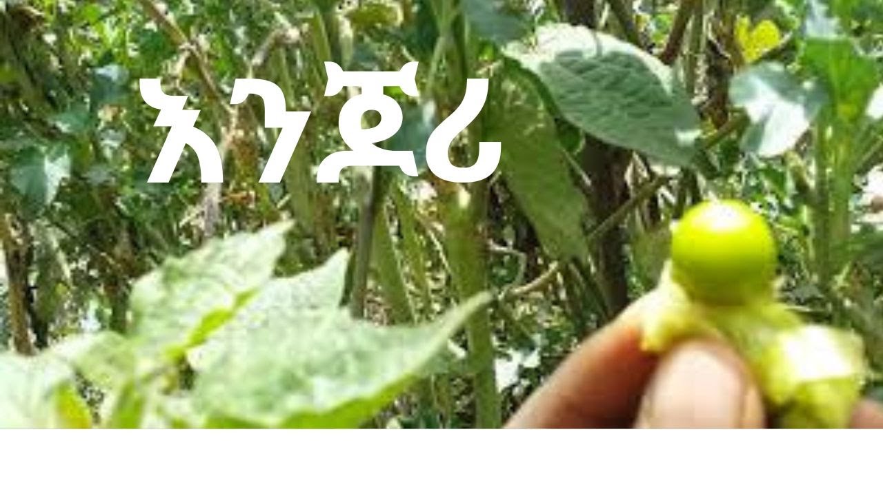 እንጆሪ ድሮ በልጅነቴ እበላው ነበር/ traditional medicines and herbs