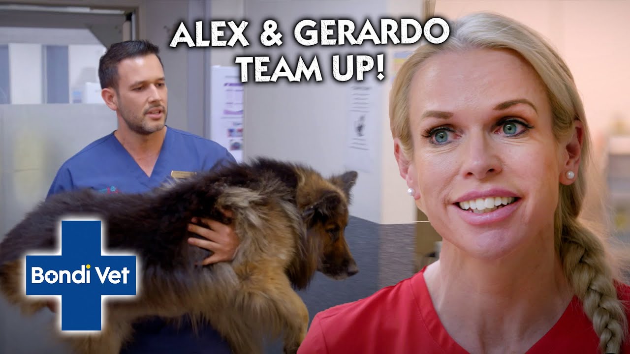 Dog Suddenly Stops Walking!!! Can Alex & Gerardo Find Out Why??? | Bondi Vet