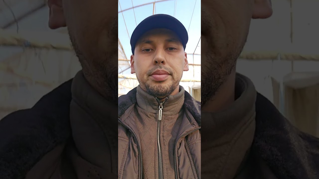 9-январ Памидор 4 чи гулхонасига етип келди