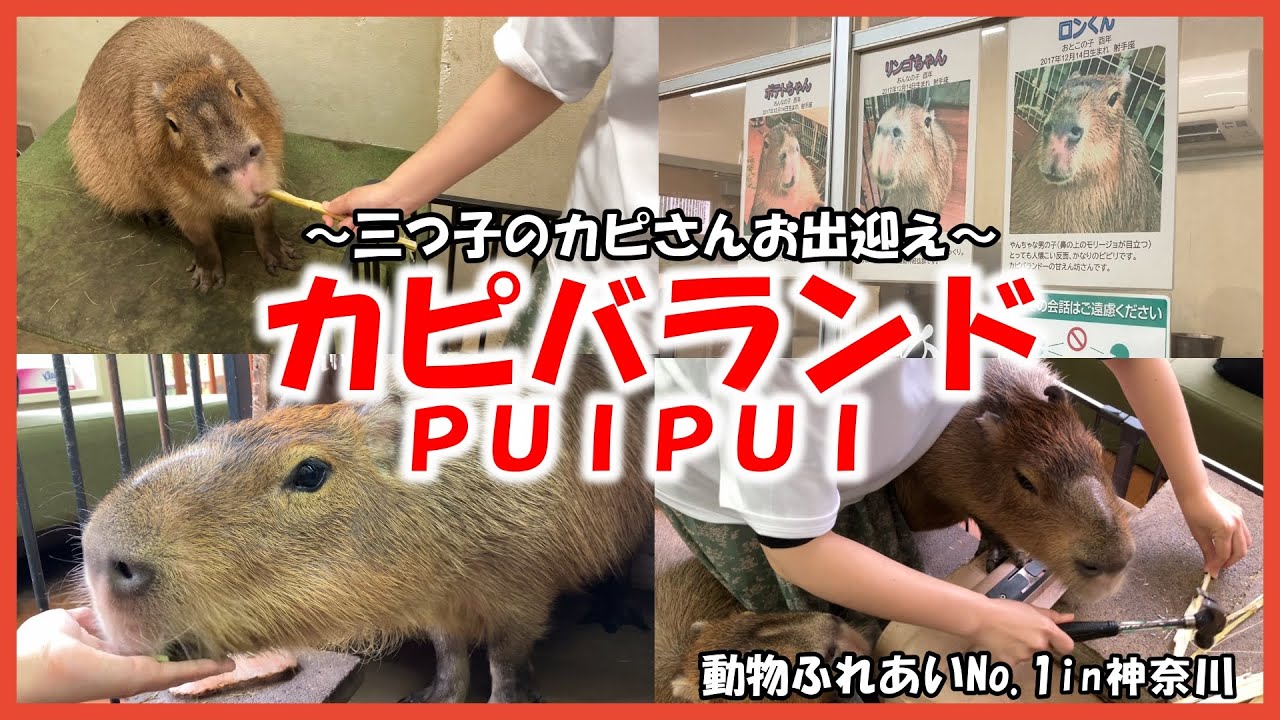 【カピバランドPUIPUI】動物ふれあいNo 1in神奈川～三つ子のカピさんお出迎え～