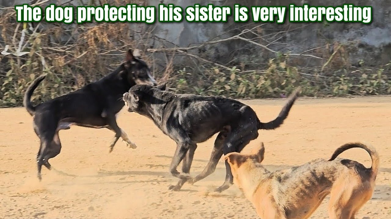 THE DOG PROTECTING HIS SISTER IS VERY INTERESTING #dogs