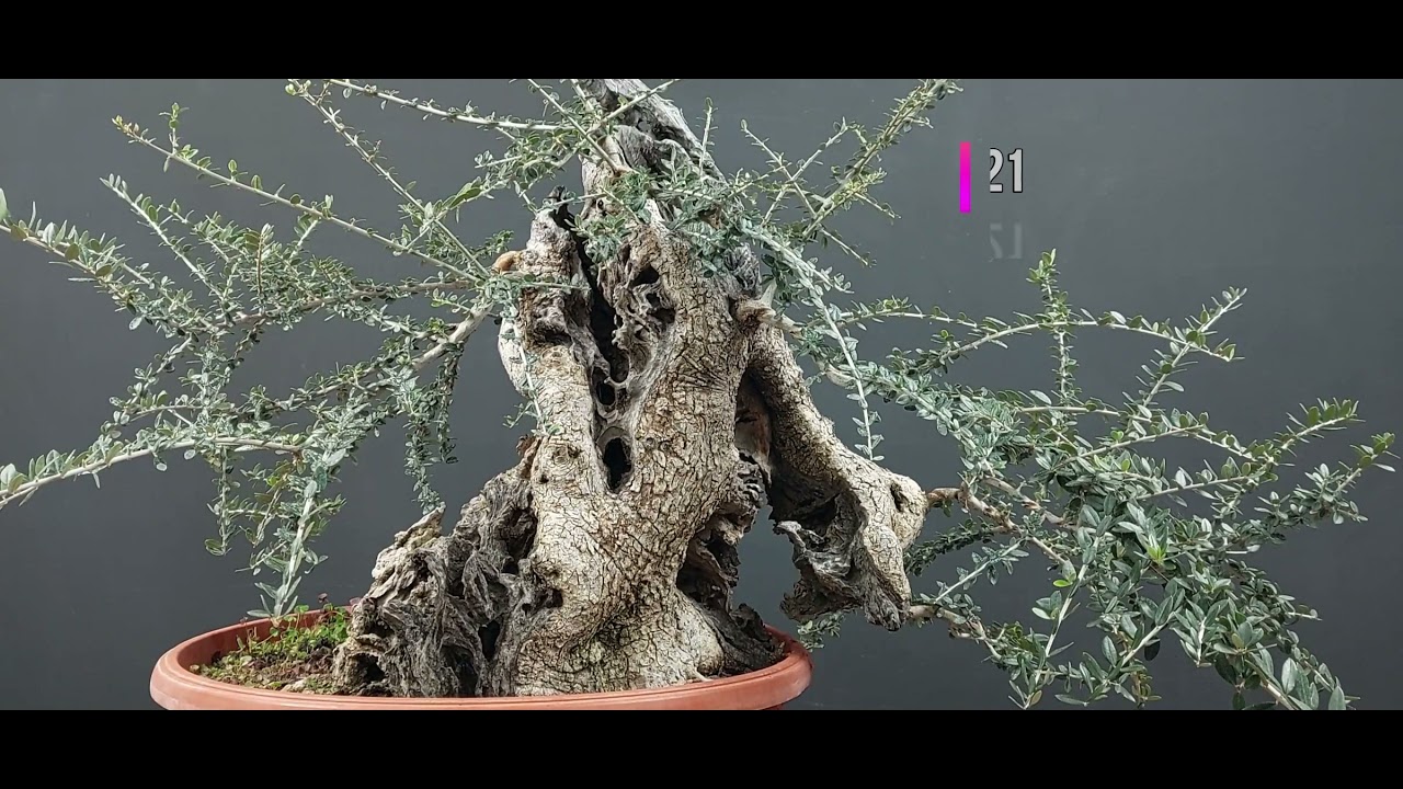Bonsai Olea Sylvestris Stage #1-2. Bonsai Ullastre, oleaster Bonsai. How to make Bonsai.