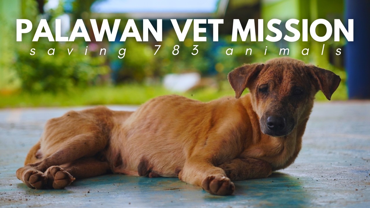 Saving Lives in Paradise: Our Vet Mission in Palawan