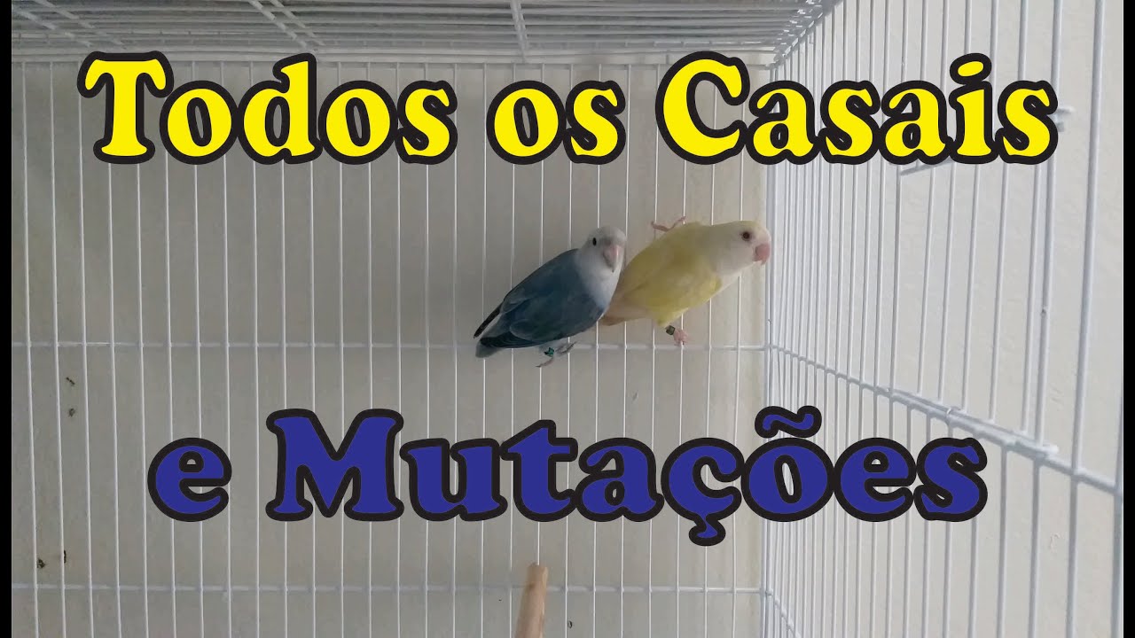 Todos os Meus Casais e Muta&ccedil;&otilde;es + Dicas