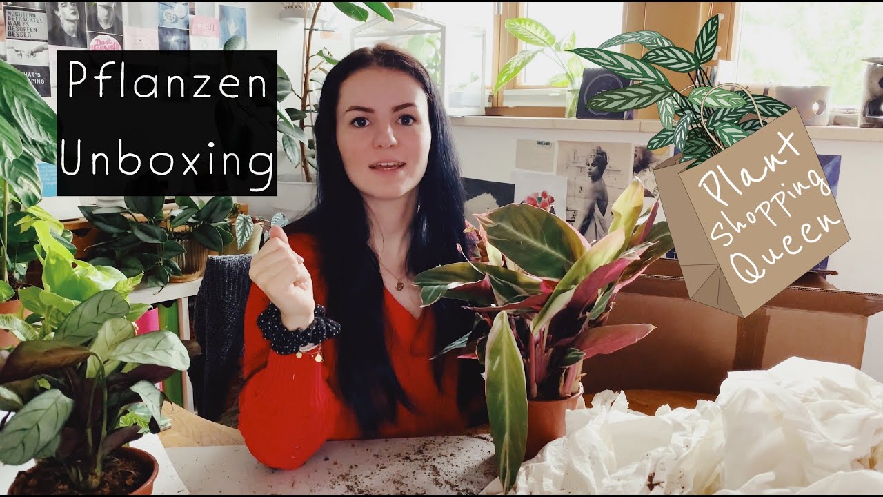 Pflanzen Unboxing | Pflanzen online bestellen & 2 Wochen unterwegs?!