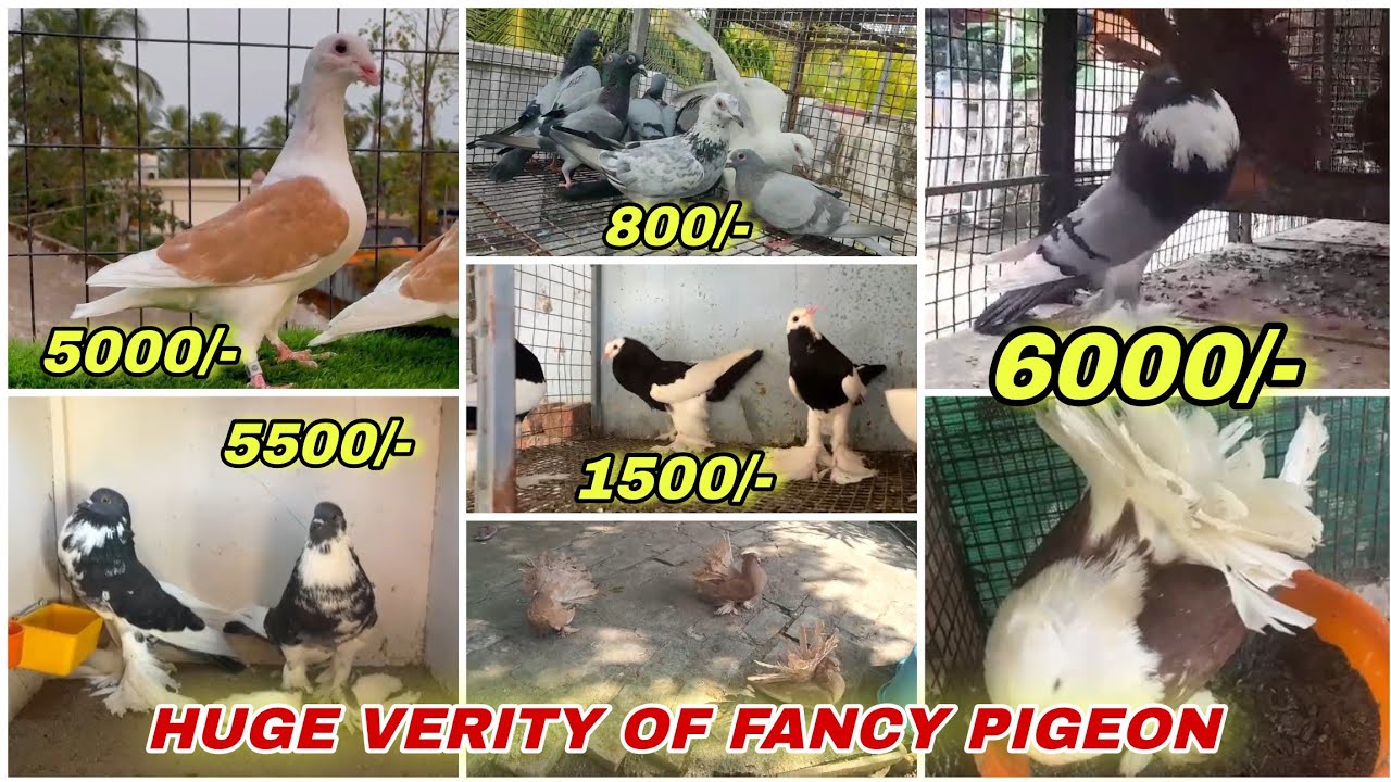 Huge Verity Of Pomeranian Pouter, Megpie Pouter,King,Giant Homer,Racing Homer Kabutar
