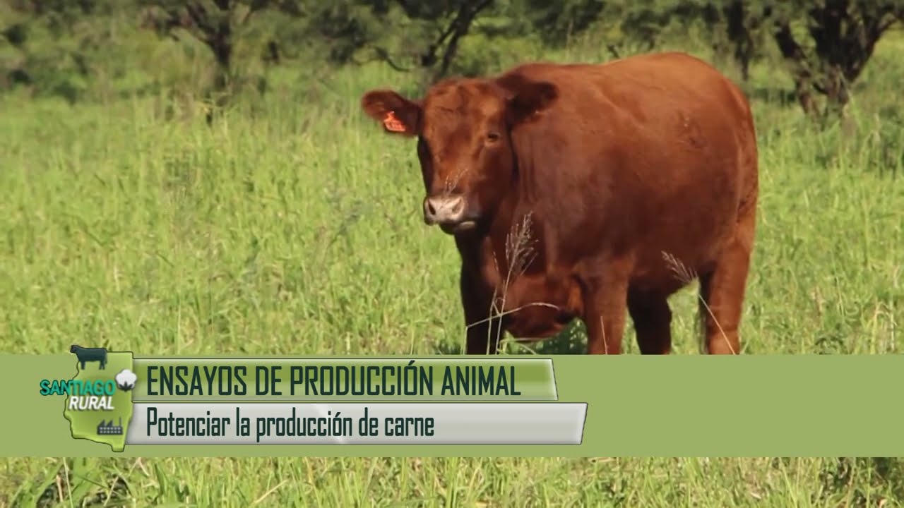 Gatton Panic, la estrella para incrementar la producción animal.