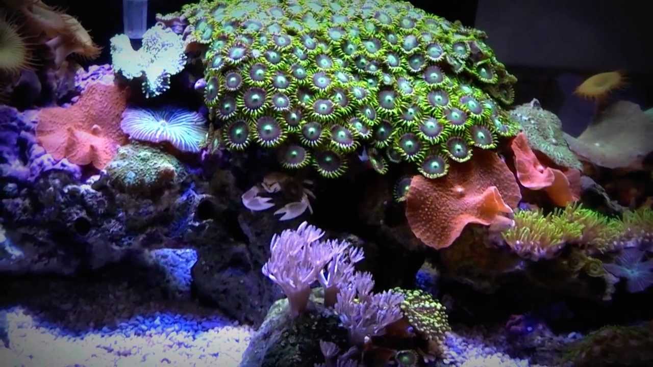 Marine Fluval Edge LED Lighting Mod 6 Gallon Reef Aquarium