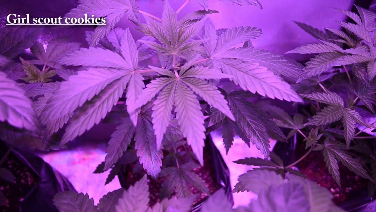 Seguimiento Veg Led 288W Week 6 &middot; Kosher Kush &middot; Girl Scout Cookies &middot; Ice Cream (HD)