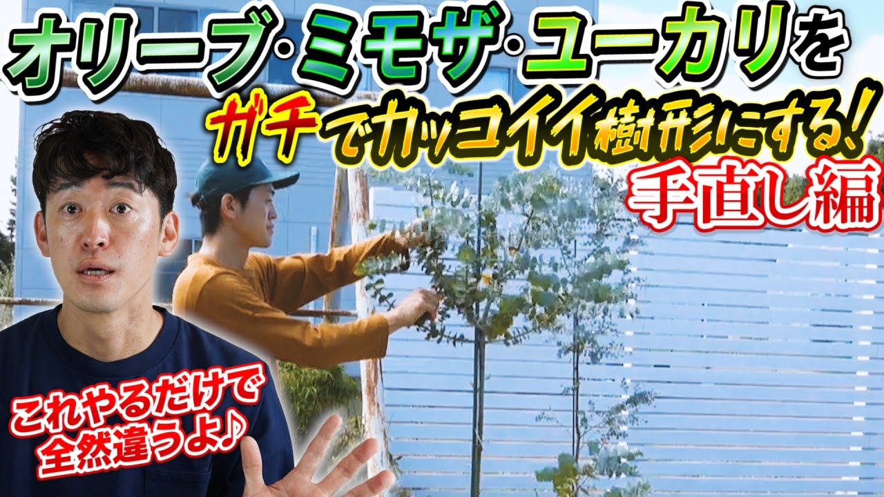 【6・7・8月のひと手間で未来が変わる】オリーブミモザユーカリ植え付けから3か月後に必須のひと手間