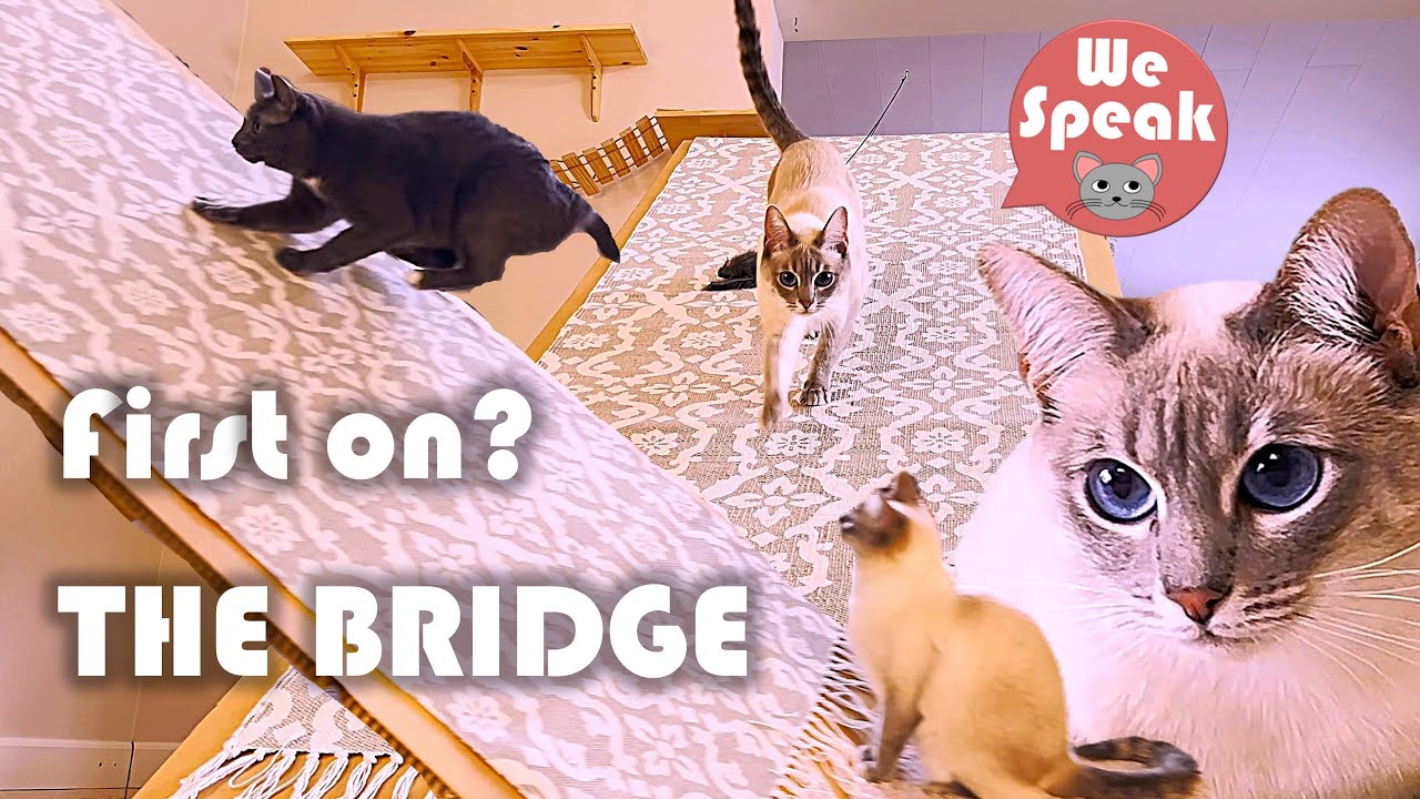 Our Cats Play on Cardboard Bridge with Toy Mouse and Each Other 🤩