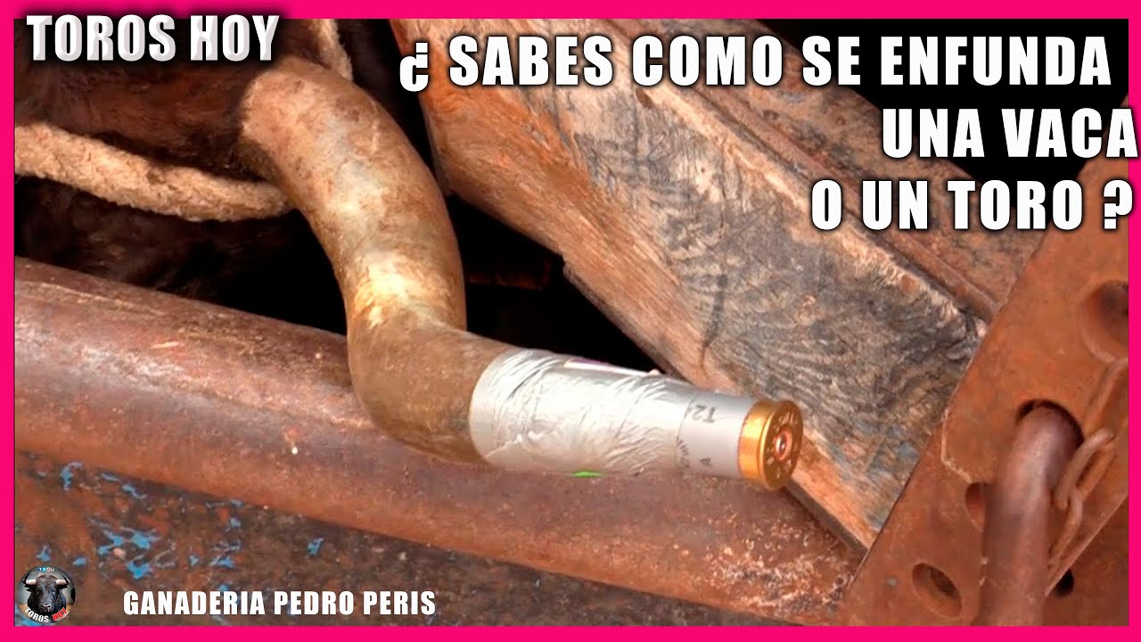 ¿SABES COMO SE ENFUNDA UNA VACA   Ganaderia Pedro Peris  ganado de corro toros tv