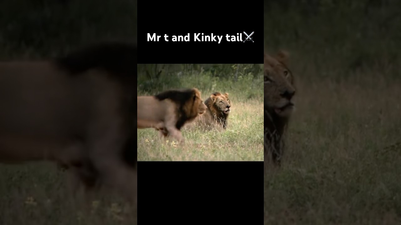 Mr t and kinky tail⚔️🏴&zwj;☠️|the best worriers⚔️🏴&zwj;☠️|the best mapogos🏴&zwj;☠️|real king🦁|#king #lion