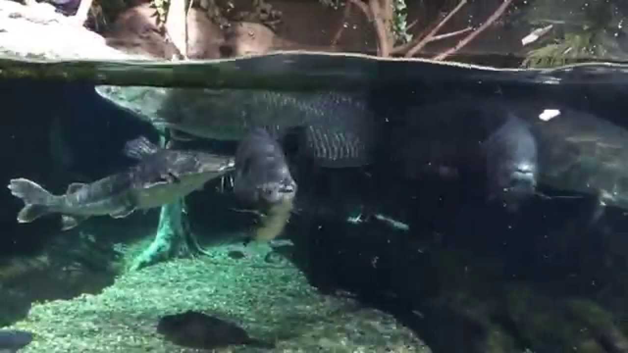 アクア・トトぎふ ピラルク餌やり
