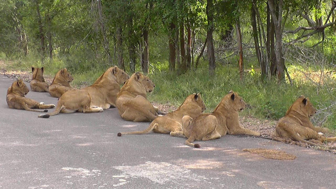 SOUTH AFRICA  lions on the road (Kruger National Park)