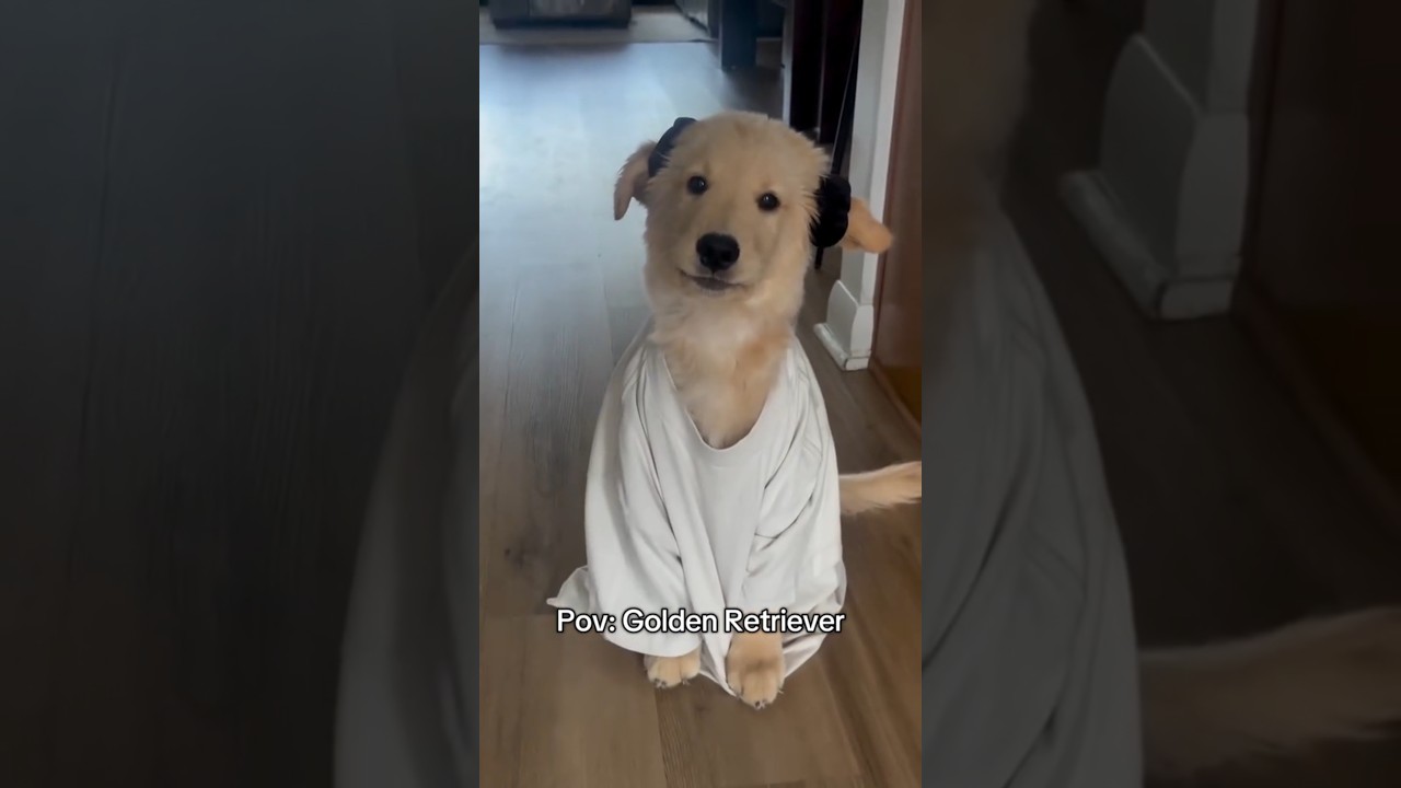 They make Our lives better🐶🐾❤️      #goldenretriever #funny #dog #cute #puppies #viral #fypシ