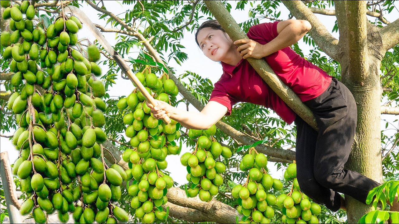 Harvesting Ambarella Fruit - Make Soaked Toad in Fish Sauce Go to the market sell - Alma Daily Life