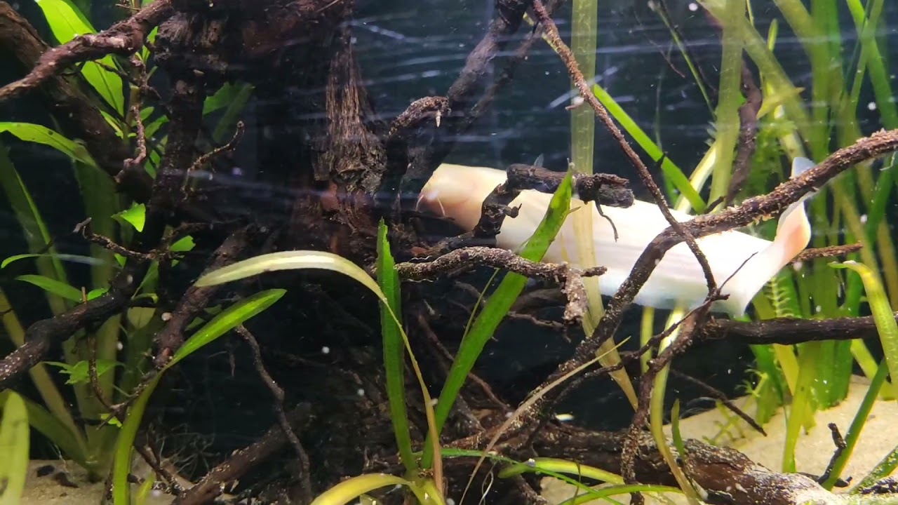 Silurus glanis Albino. Wels catfish 30/12/21