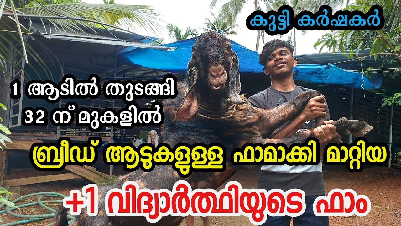 1 ആടിൽ തുടങ്ങി 32 ന് മുകളിൽ ബ്രീഡ് ആടുകളുള്ള ഫാമാക്കി മാറ്റിയ +1 വിദ്യാർത്ഥിയുടെ ഫാം