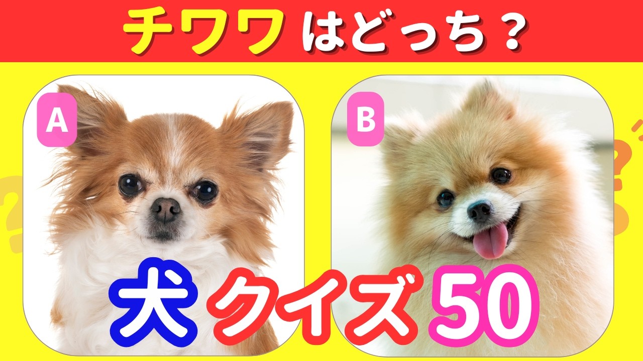 【犬種クイズ】ゴールデン？ラブラドール？似ている犬クイズ50連発！