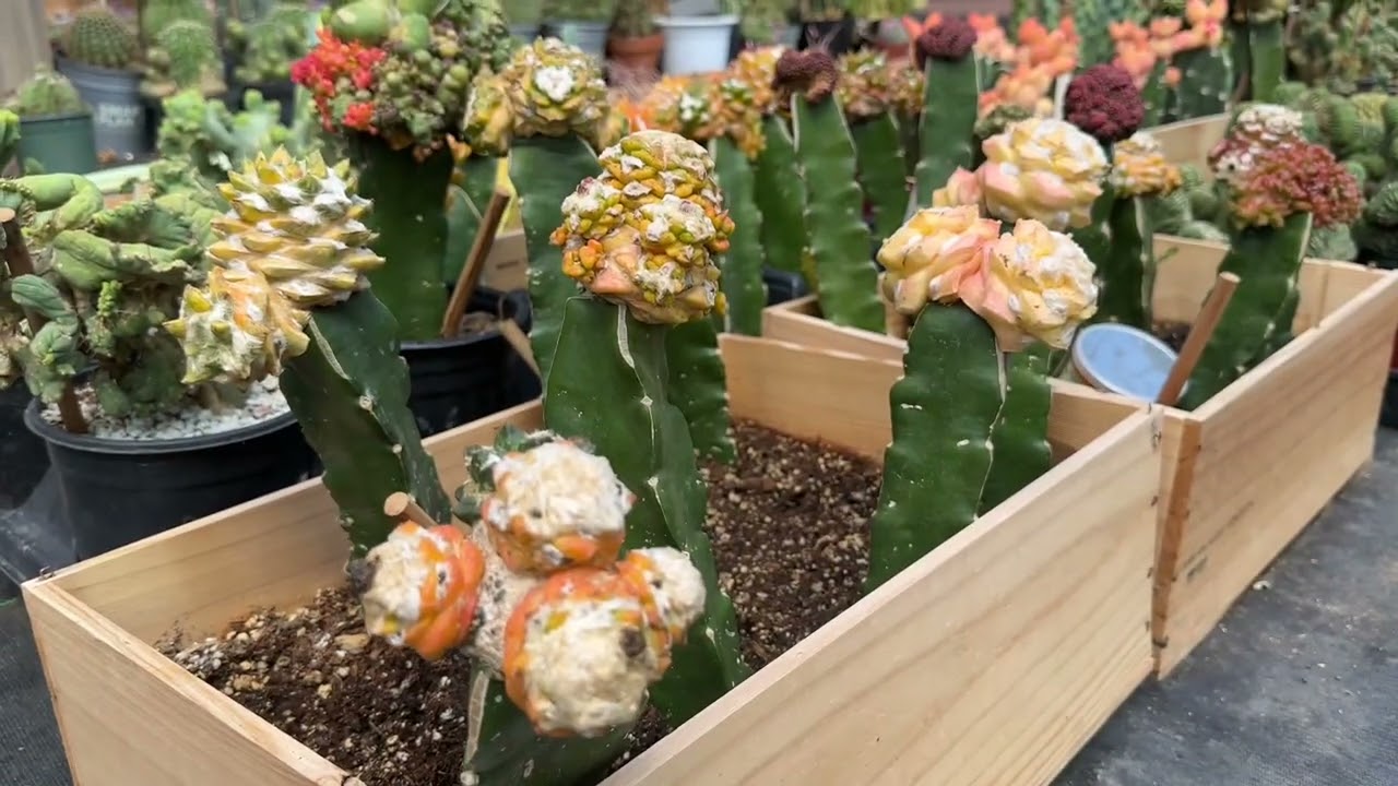 COLLECTION SEEDS ASTROPHYTUM | GYMNOCALYCIUM | ECHINOPSIS