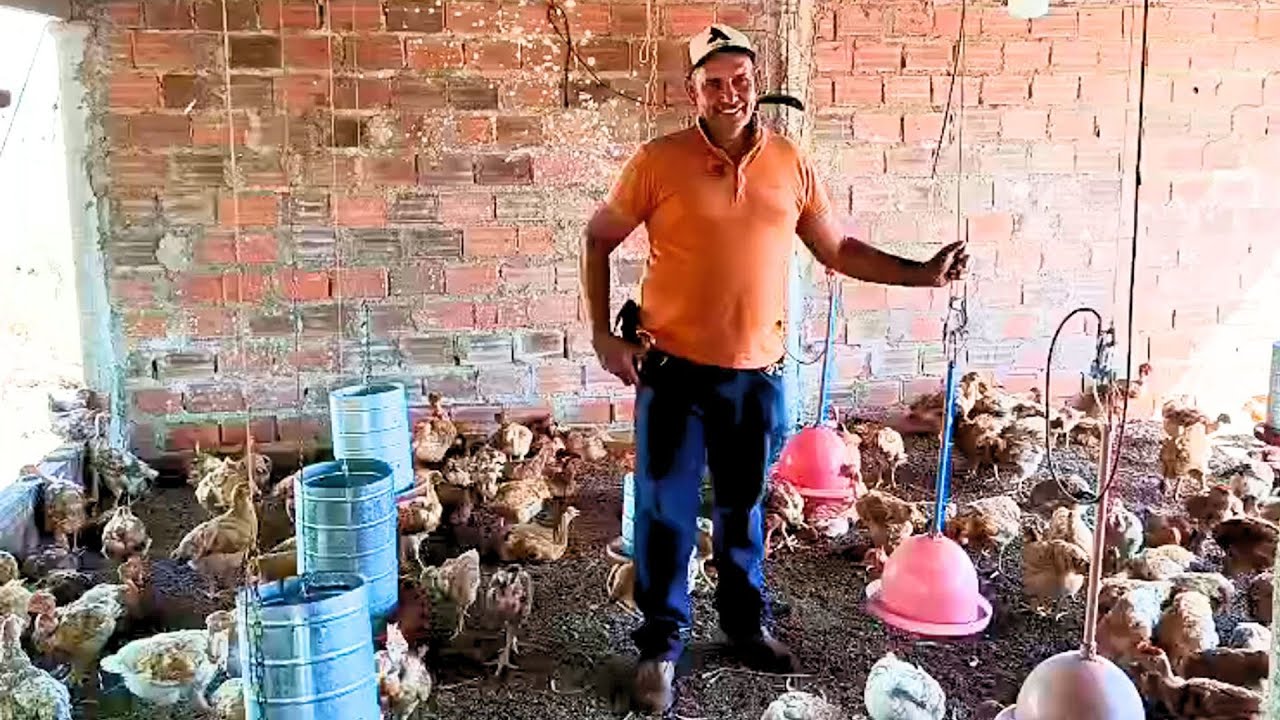 COMO GANHAR DINHEIRO COM FRANGOS DE CORTE - SEU ANTÔNIO  CONTA O SEGREDO