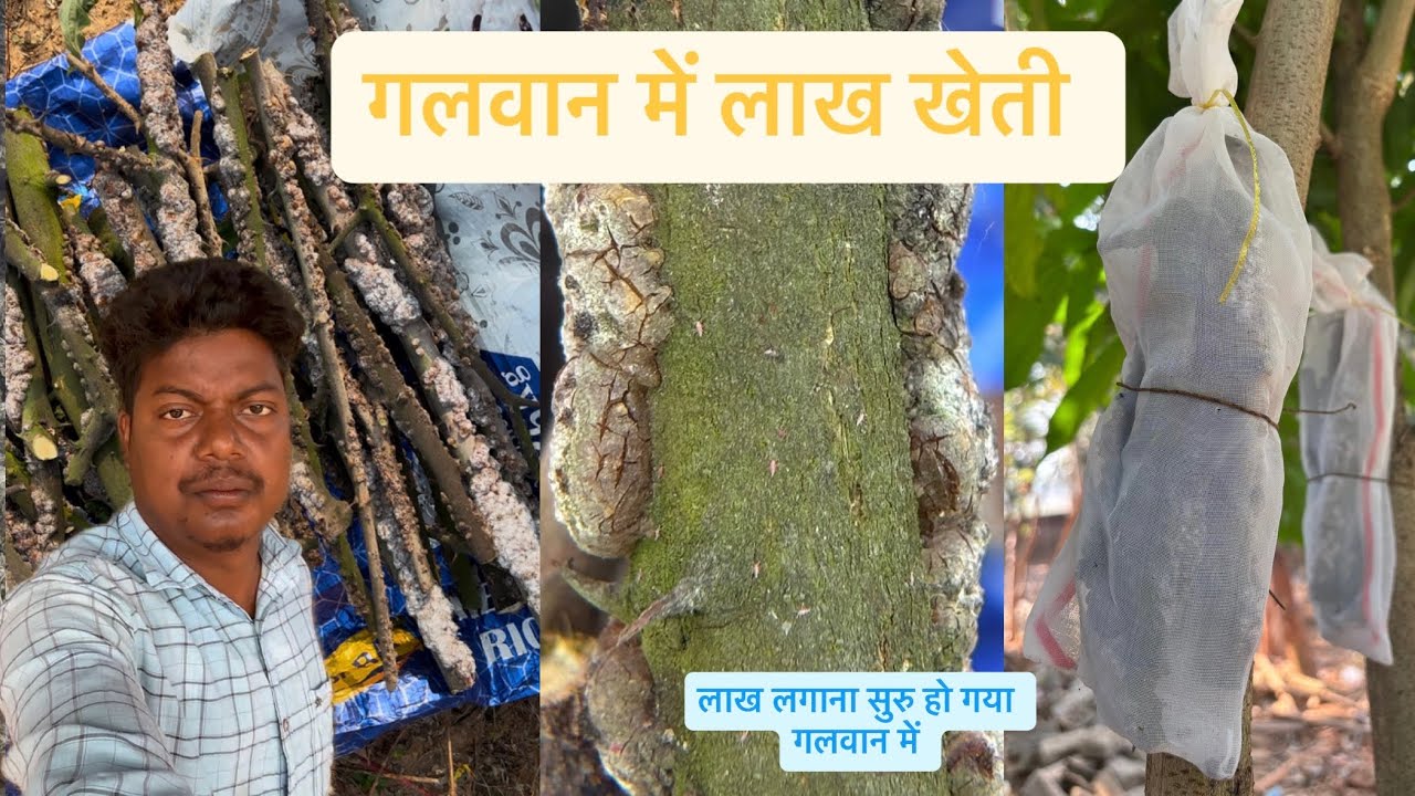 लाख कीट  //लाख बिज //लाह निकालने सुरु हो गया//बिहान लाह को कैसे लगाये//full video #xaviertopnovlog 