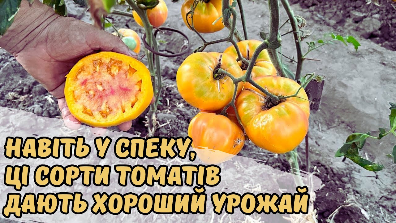 Навіть у спеку, ці сорти томатів дають хороший урожай