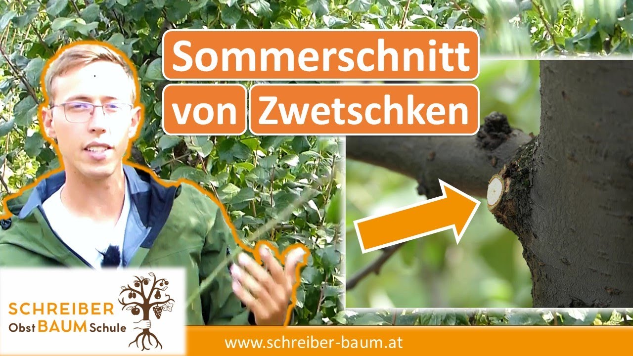 Sommerschnitt von Zwetschkenb&auml;umen - Darauf musst du achten, wenn du jedes Jahr Ernten m&ouml;chtest!