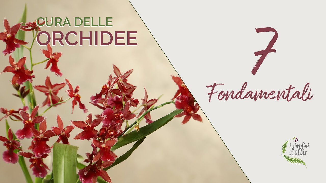 ORCHIDEE come curarle - i 7 fondamentali