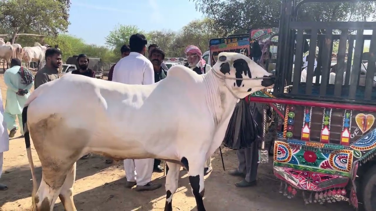 Today Domail Mandi/ Fatahjangi Bulls / Update/ 13-3-2026