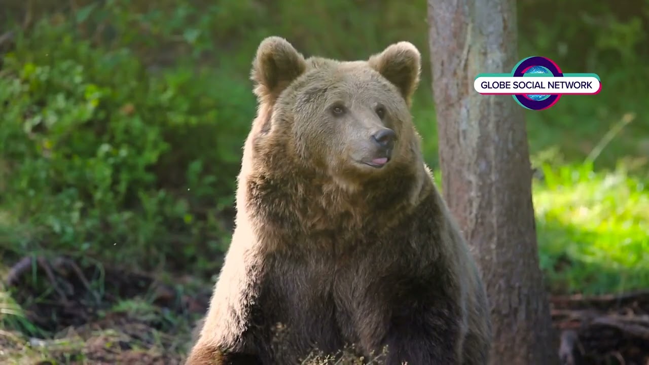 Why Earth's Wildlife is Vanishing Before Our Eyes. #wildlife  #wildliferescue #wildlifeconservation