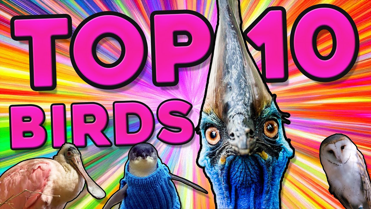 Top 10 Birds