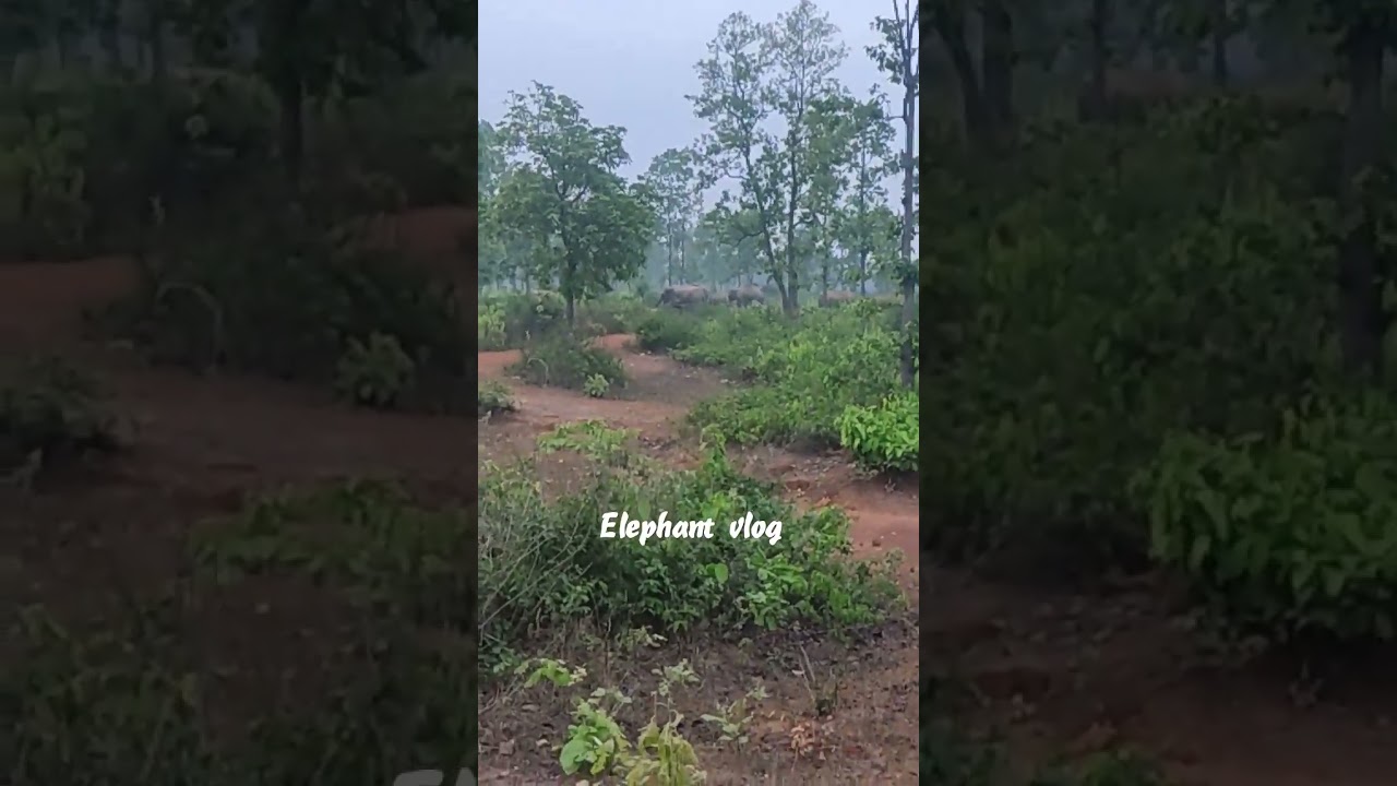 Many elephants in our forest #elephant #elephantvlog