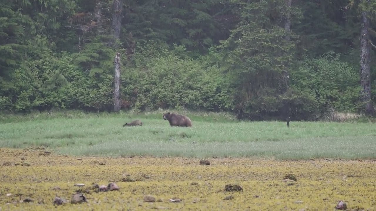Bear cub zoomies - Candy with mom Cinder - May 24 2026