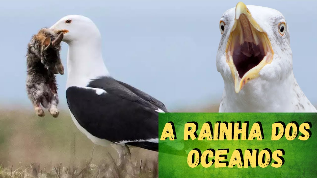 IMPRESSIONANTE! A GAIVOTA &Eacute; UM PREDADOR VORAZ! CAPTURA COELHOS, RATOS, AVES, COBRAS E MUITOS ANIMAIS