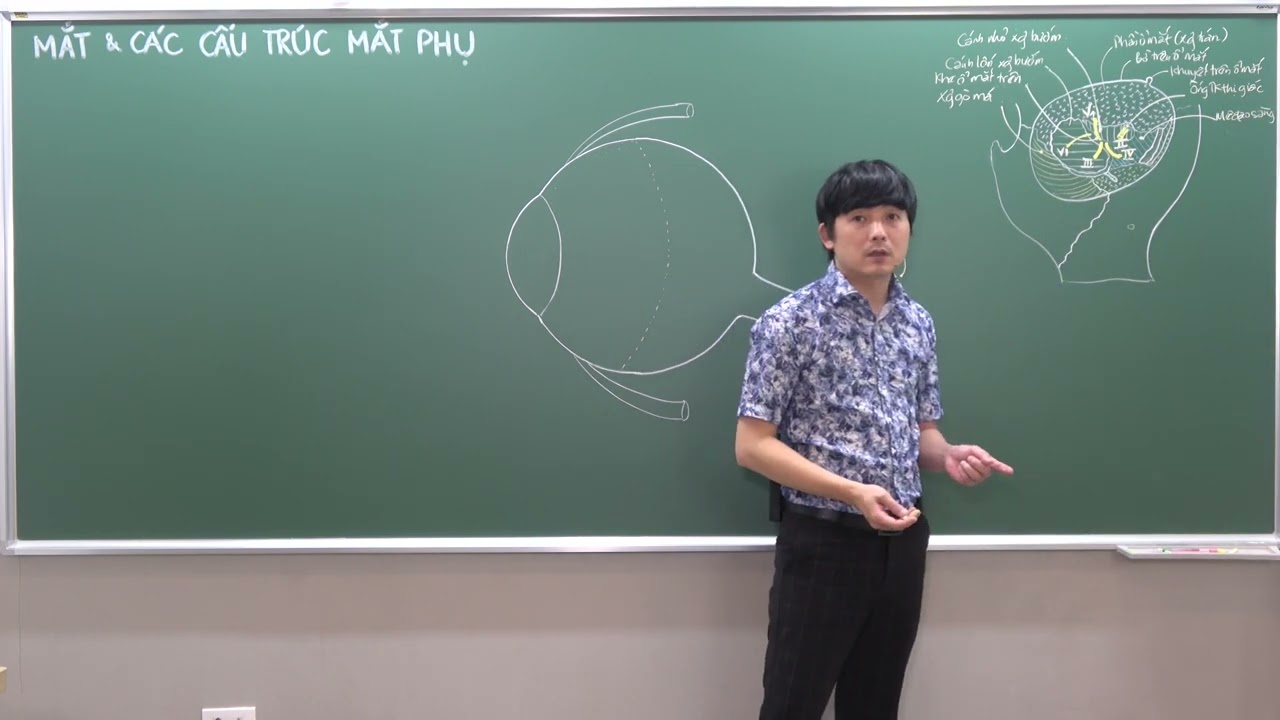 ĐẦU-MẶT-CỔ: NHÃN CẦU - (1) Ổ MẮT VÀ HÌNH THỂ NGOÀI NHÃN CẦU
